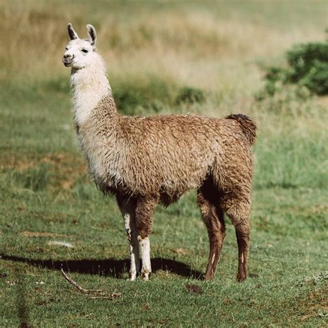 Définition les lamas .